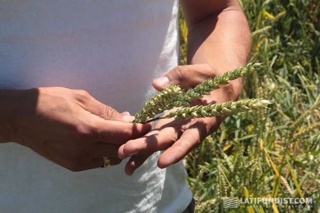 АгроЭкпедиция Пшеница 2016. Итоги. Прогноз урожайности